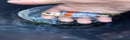 Koi Carp fish for sale: Pond closure  in West Bromwich - Advert 1