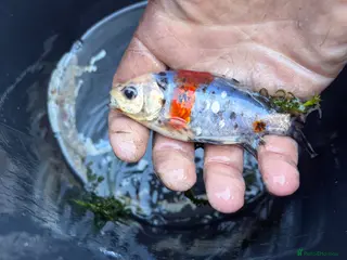 Koi Carp fish Pond closure - Advert 2