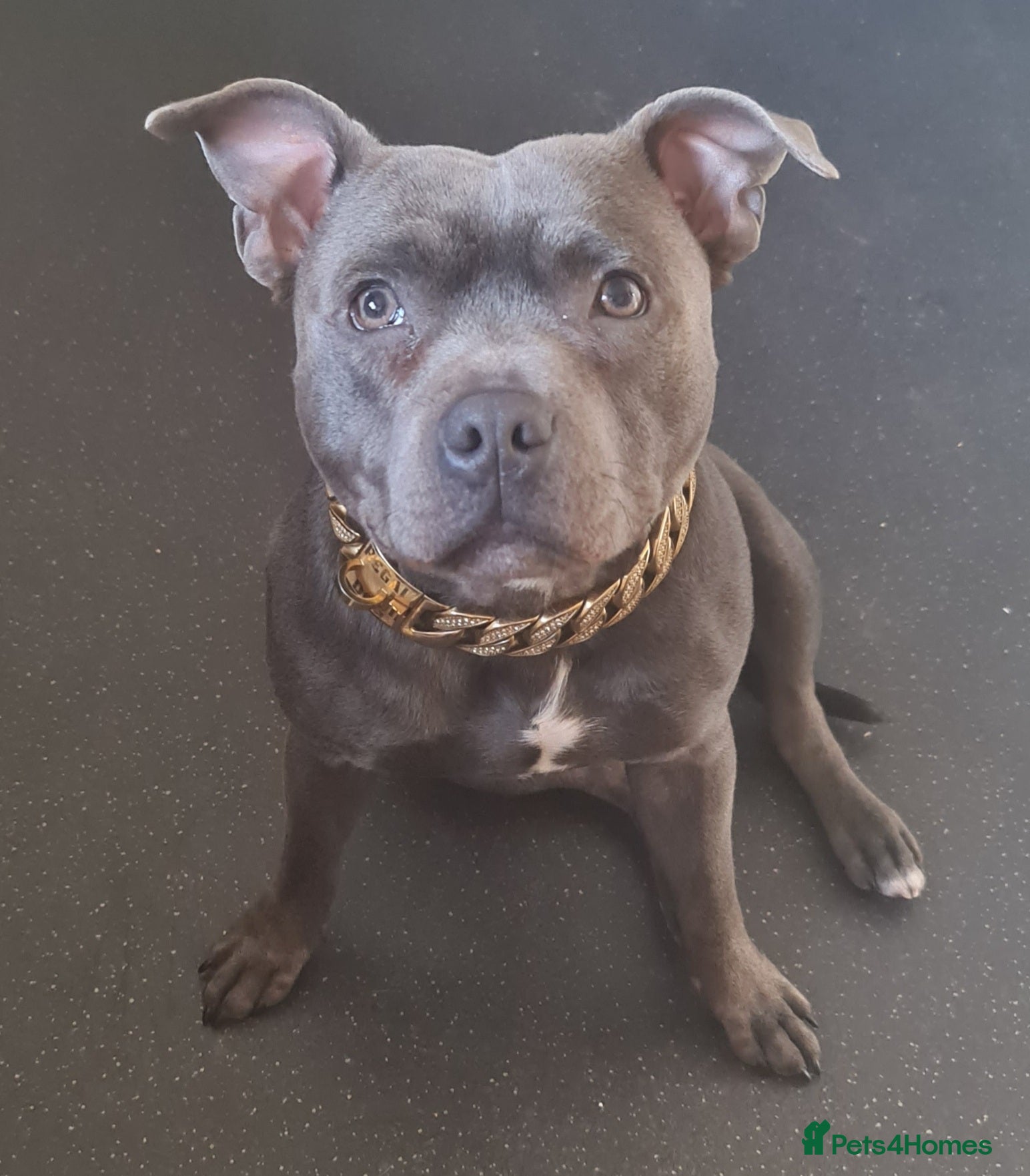 Staffordshire Bull Terrier dogs PROVEN STUD! KC STAFFORDSHIRE BULL TERRIER  in Bradford - Advert 1