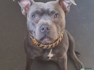 Staffordshire Bull Terrier dogs in Bradford - Advert 9