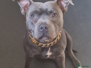 Staffordshire Bull Terrier dogs PROVEN STUD! KC STAFFORDSHIRE BULL TERRIER in Bradford - Advert 2