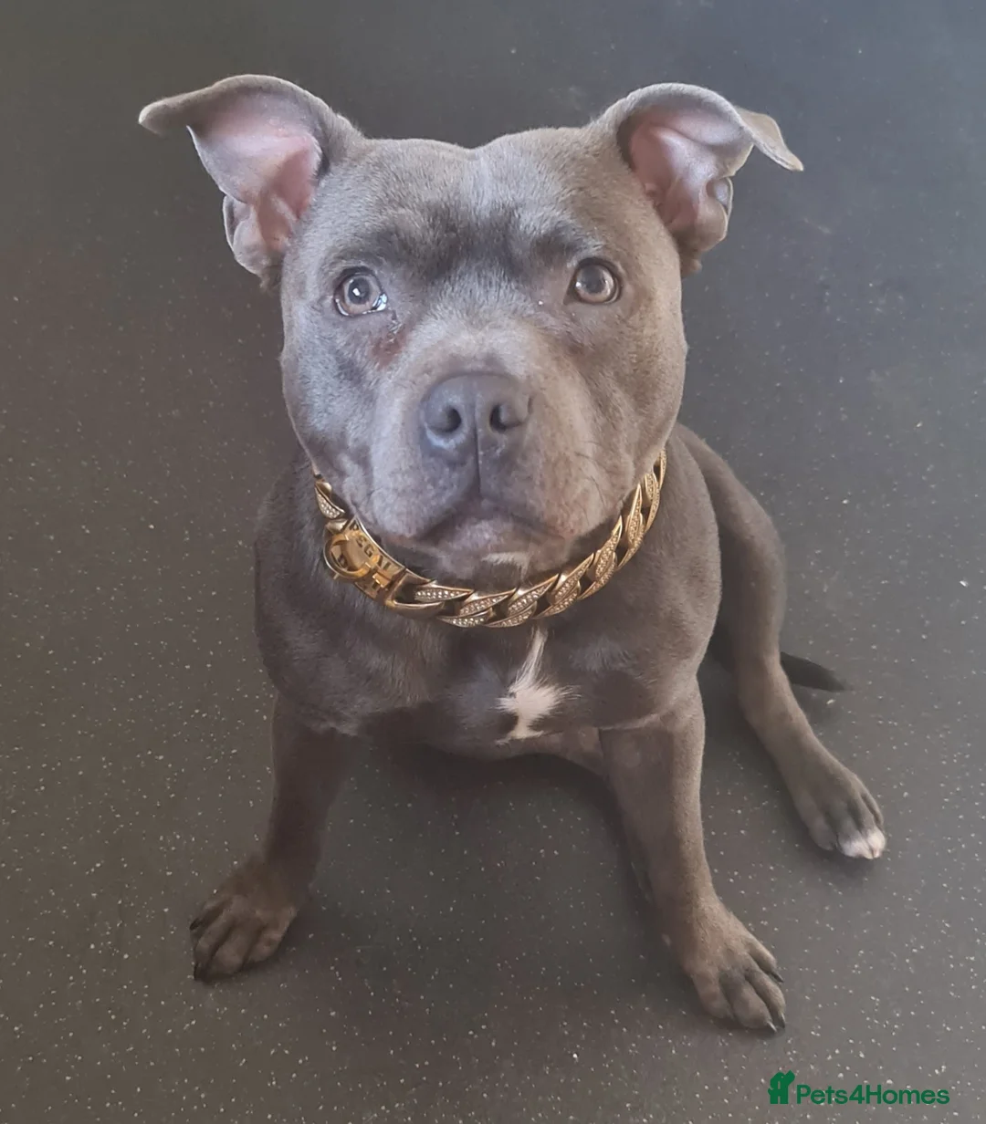 Staffordshire Bull Terrier dogs for stud: PROVEN STUD! KC STAFFORDSHIRE BULL TERRIER  in Bradford - Advert 1