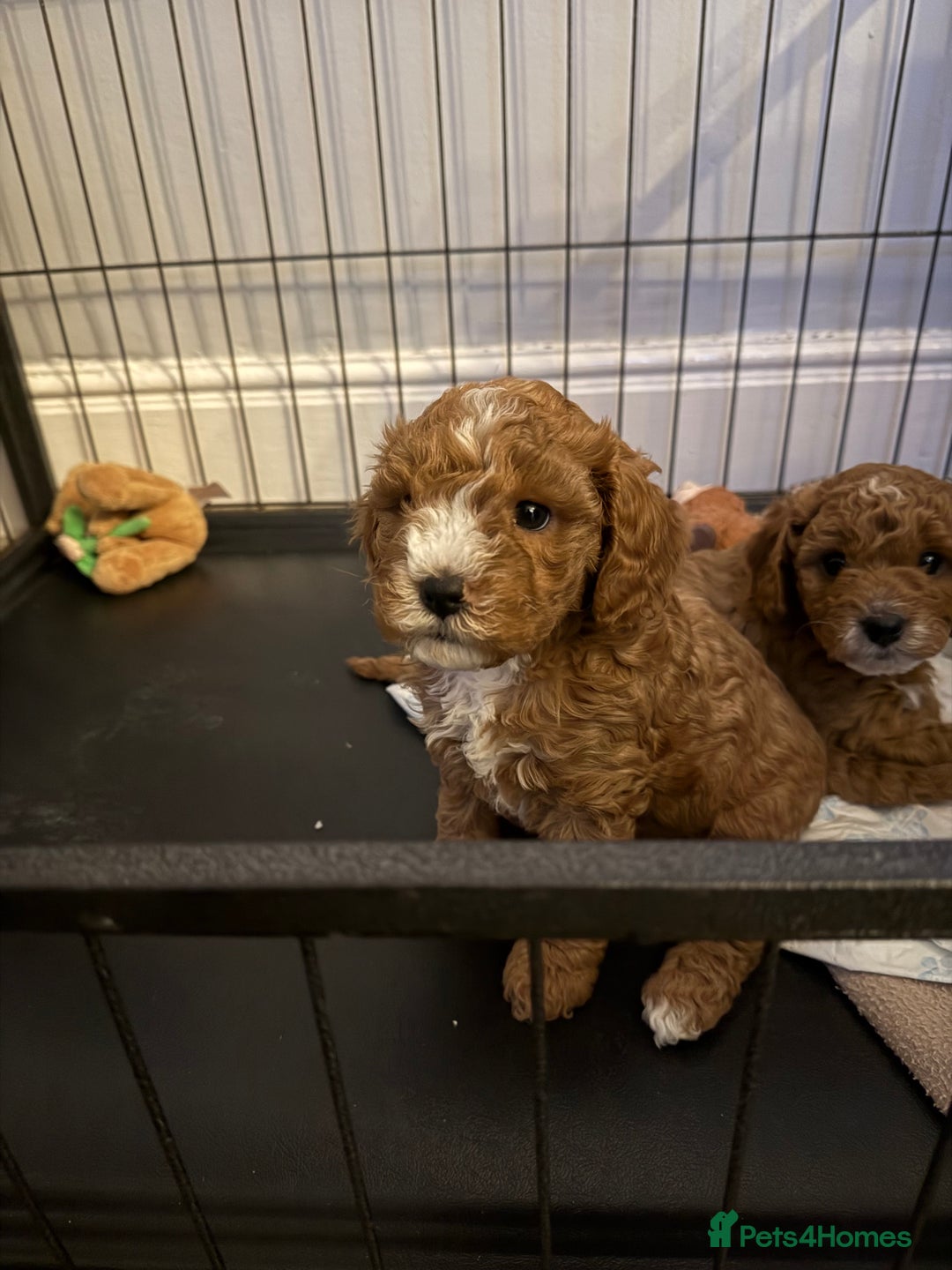 Cavapoo dogs for sale: Cavapoo  - Advert 5