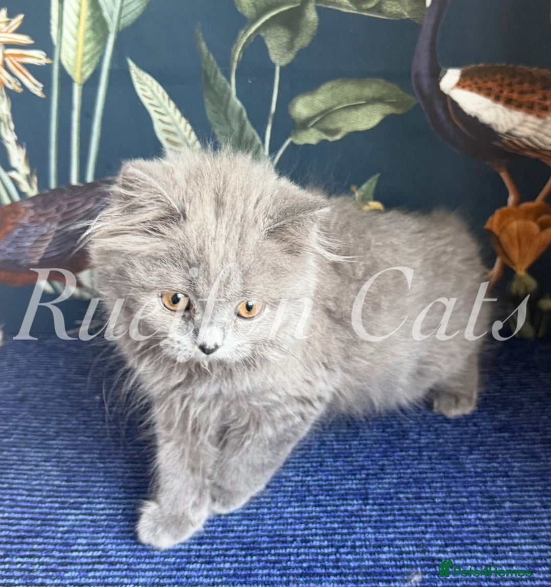 British Shorthair cats for sale: British Shorthair kittens GCCF registered - Image 4