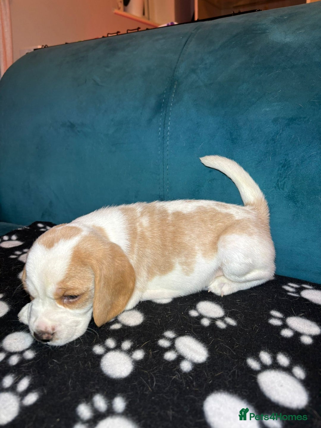 Beagle dogs for sale: Adorable Beagle Puppies for Sale - Advert 30