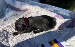 German Shepherd dogs for sale: German Shepherd pups - Image 17