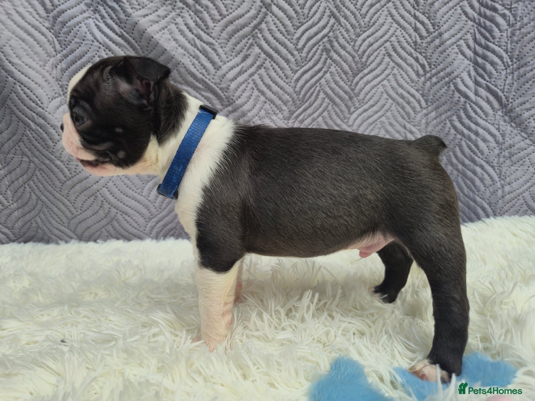 Boston Terrier dogs for sale: Superb litter of boston terriers. - Image 7