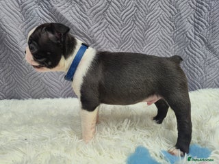 Boston Terrier dogs KC boston terriers puppies. Wildax bloodline - Advert 2