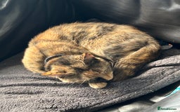 Mixed Breed cats for sale: Ozzie,Batsy and Daisy  - Image 4