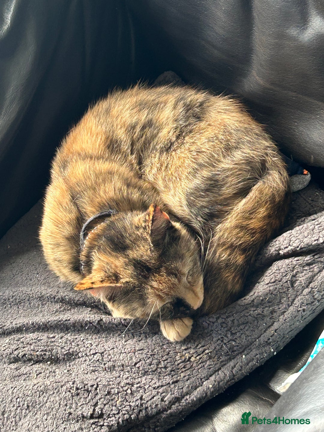 Mixed Breed cats for sale: Ozzie,Batsy and Daisy  - Image 4