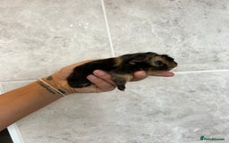 Guinea Pig rodents for sale: Beautiful Otter colour full peruvian& 3 PEWs   - Advert 4