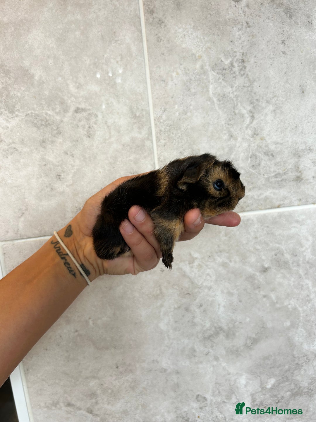 Guinea Pig rodents for sale: Beautiful Otter colour full peruvian& 3 PEWs   - Advert 4