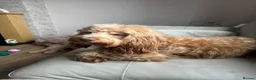 Cockapoo dogs for sale: Cockapoo - Advert 1