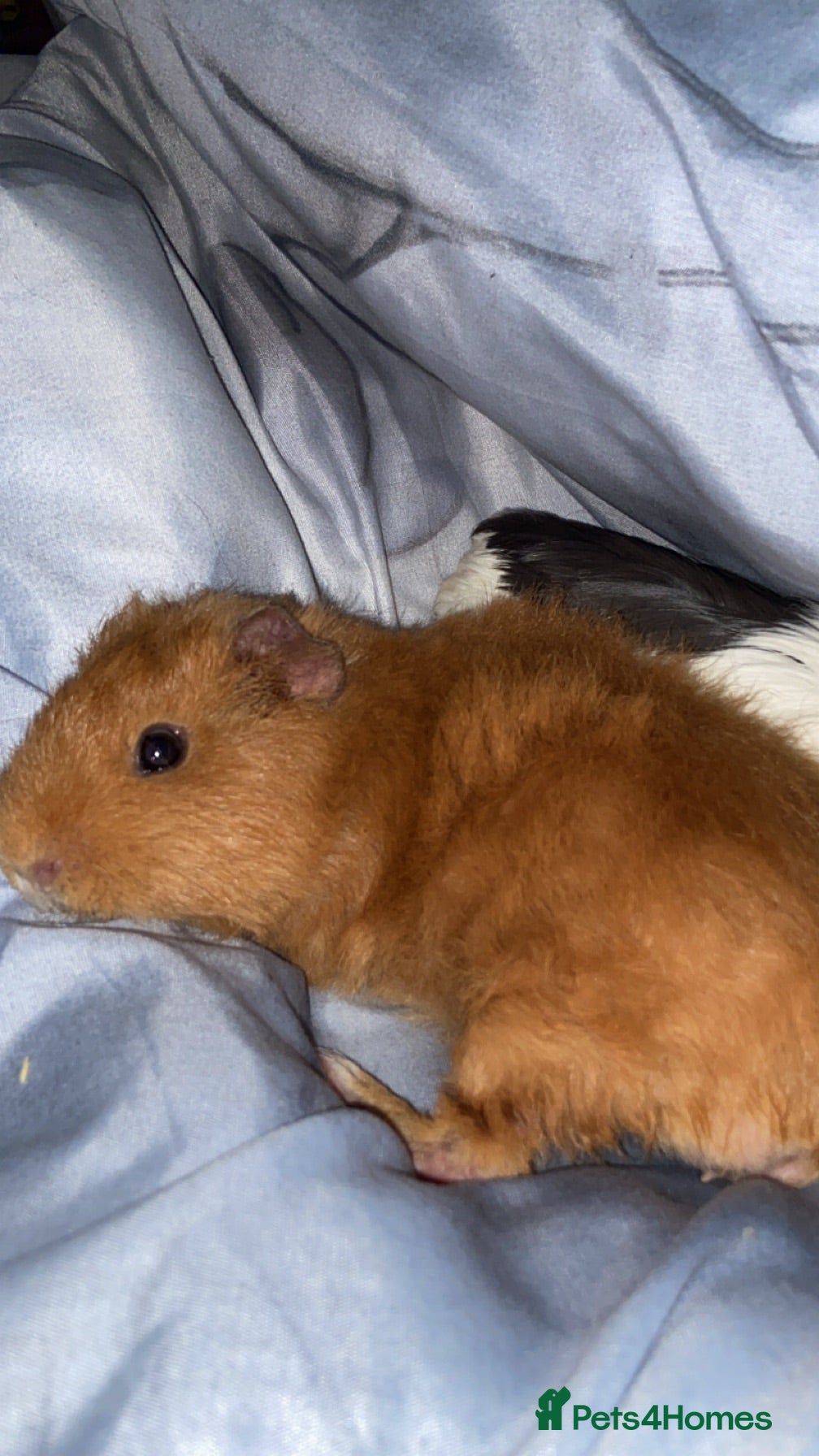 Guinea Pig rodents Two male and female Guinea pigs - Advert 1