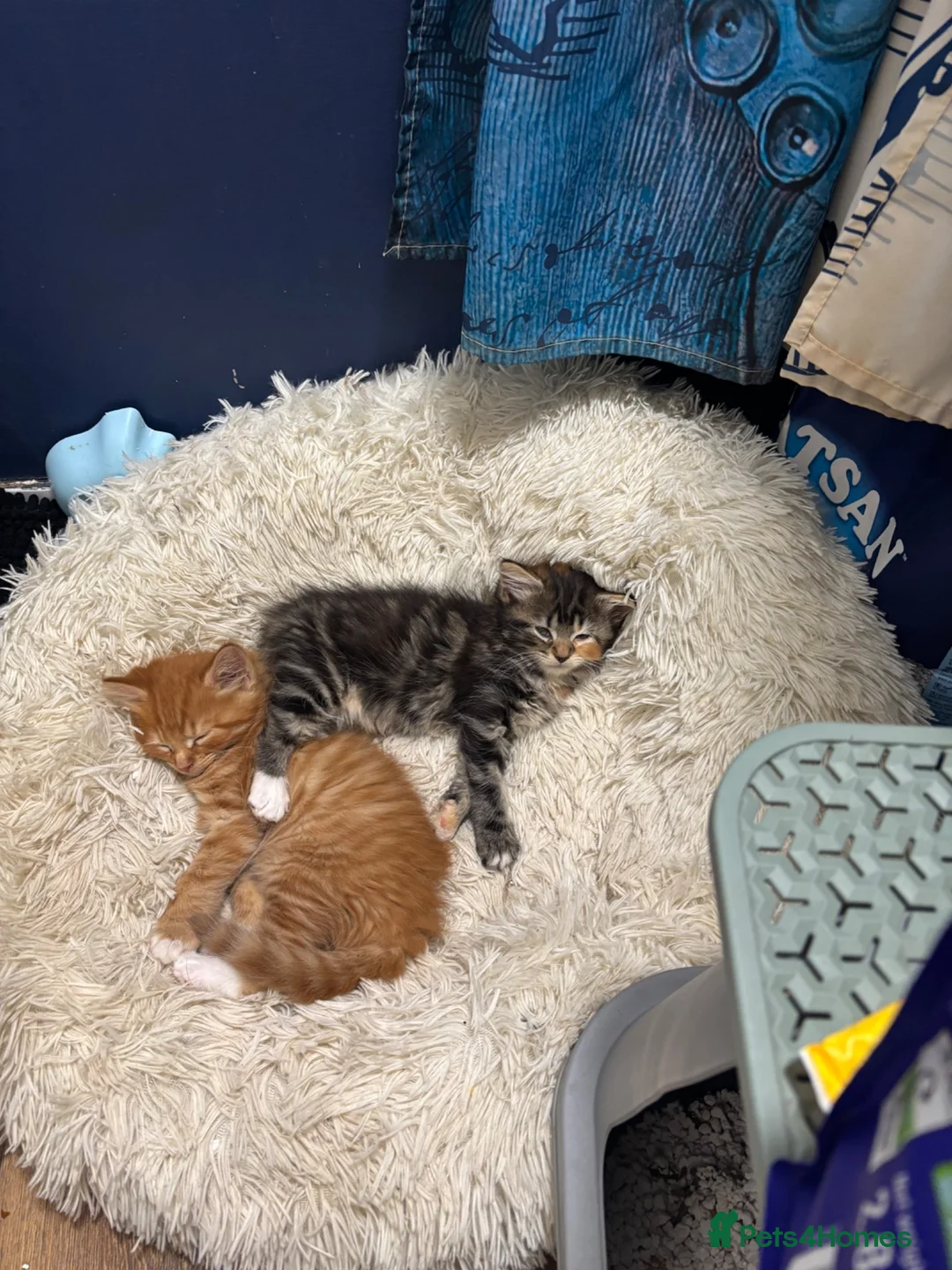 Mixed Breed cats for sale: Playful kittens for sale  - Advert 10