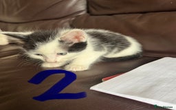 Mixed Breed cats for sale: 6 kittens for sale  - Image 2