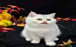 British Shorthair cats for sale: Tica British short hair kittens  - Image 3