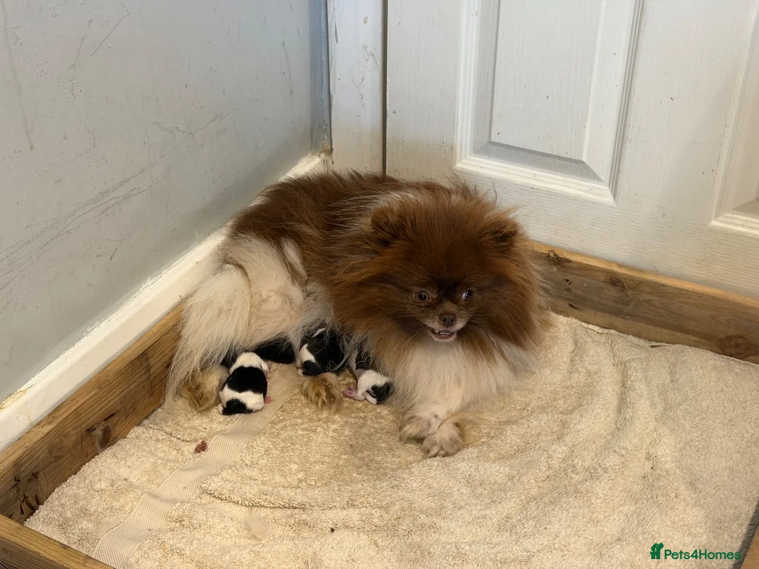 Pomeranian dogs for sale: Pomeranian puppy’s  - Advert 2