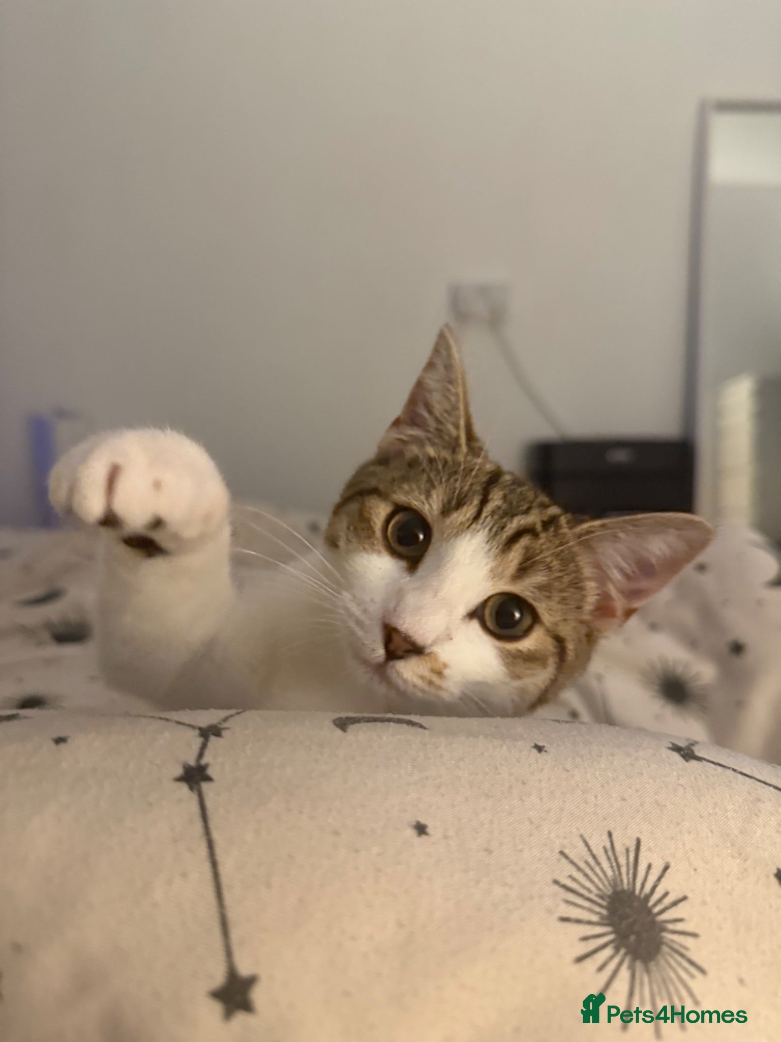 British Shorthair cats Gorgeous tabby female - Advert 1