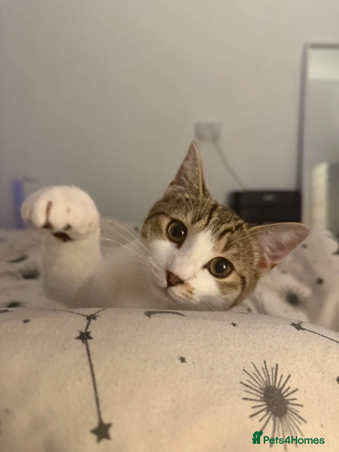 British Shorthair cats for sale: Gorgeous tabby female - Advert 1