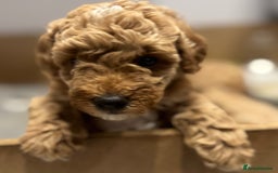 Miniature Poodle dogs for sale: Stunning Miniture Poodles - Image 24