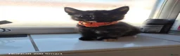Mixed Breed cats for sale: Little Kittens - Advert 1