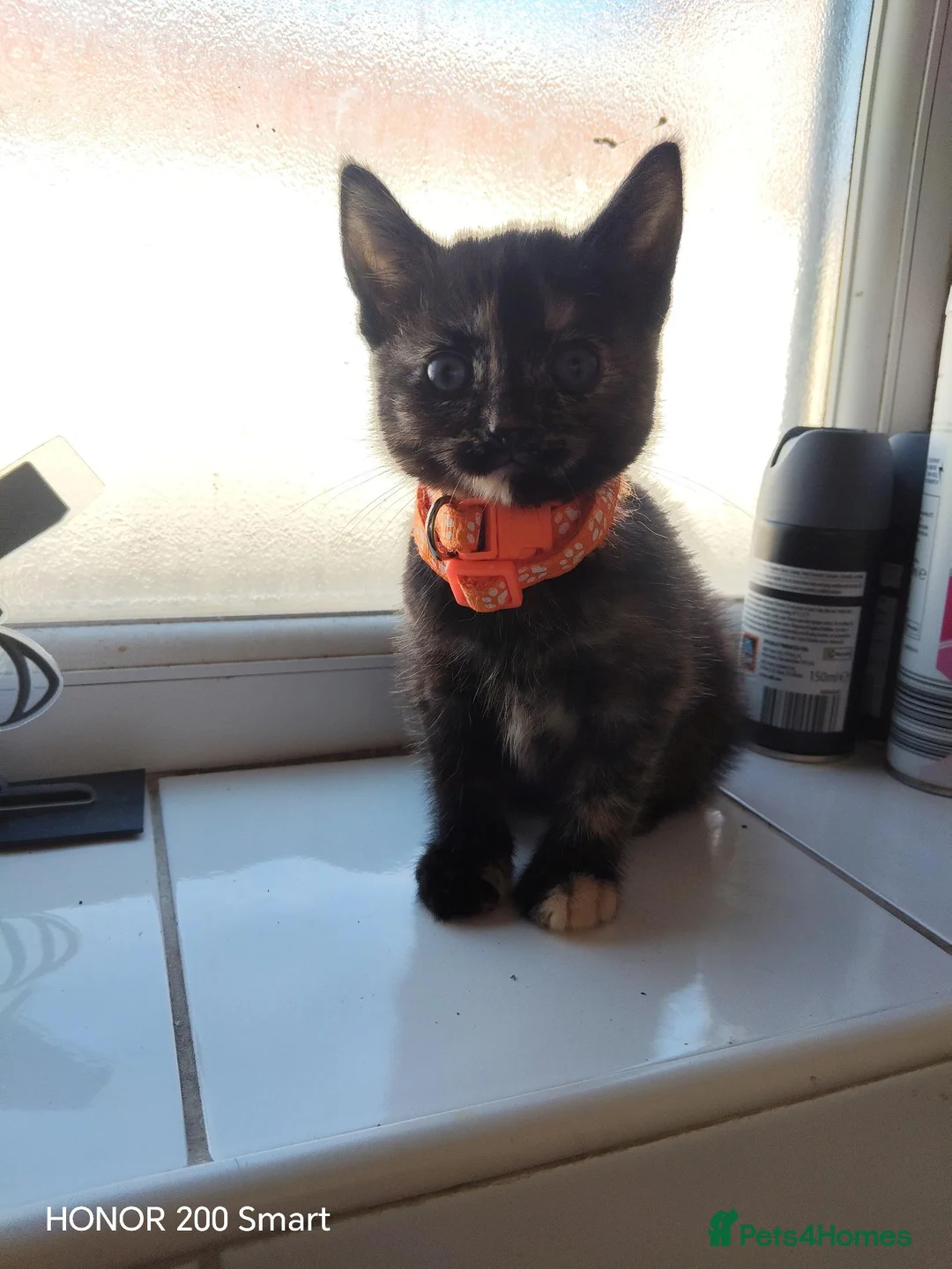 Mixed Breed cats for sale: Little Kittens - Advert 1