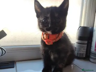 Mixed Breed cats Little Kittens - Advert 6