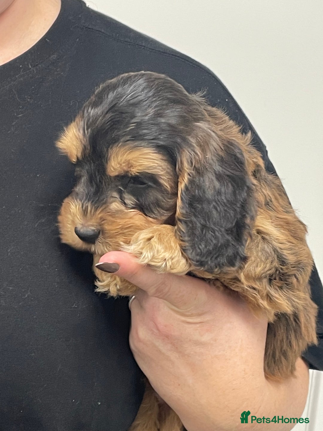 Cockapoo dogs for sale: Cuddly, cute, calm, sable Cockapoo puppies  - Image 1