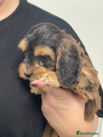 Cockapoo dogs - Advert 9