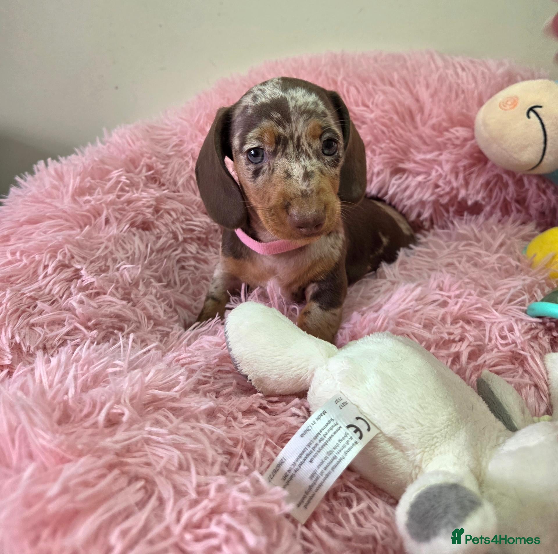 Miniature Dachshund dogs Kc Miniature Dachshund ❤️ - Advert 1