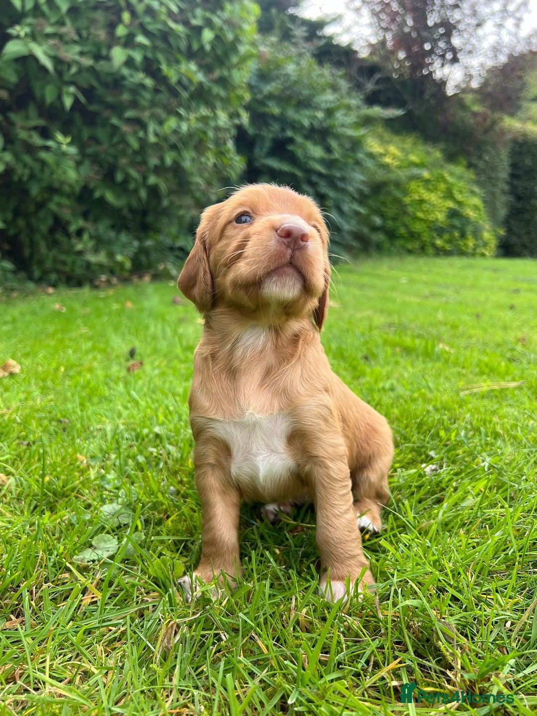 Cocker Spaniel dogs for sale: Stunning Working Cocker Spaniel Puppies - Image 4