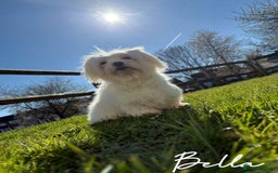 Maltipoo dogs for sale: 🐾 maltipoo puppy’s 🐾 - Image 24