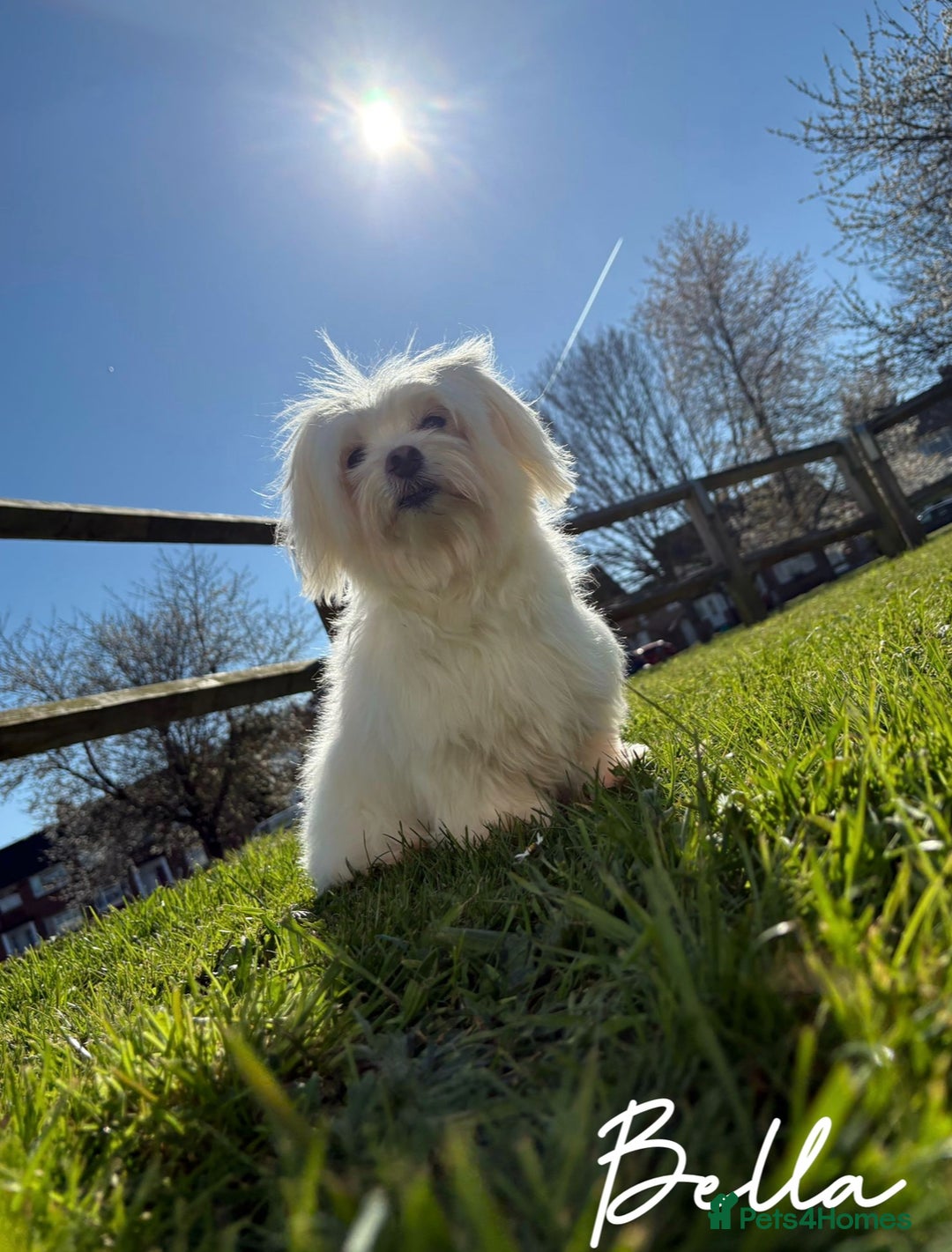 Maltipoo dogs for sale: 🐾 maltipoo puppy’s 🐾 - Image 24