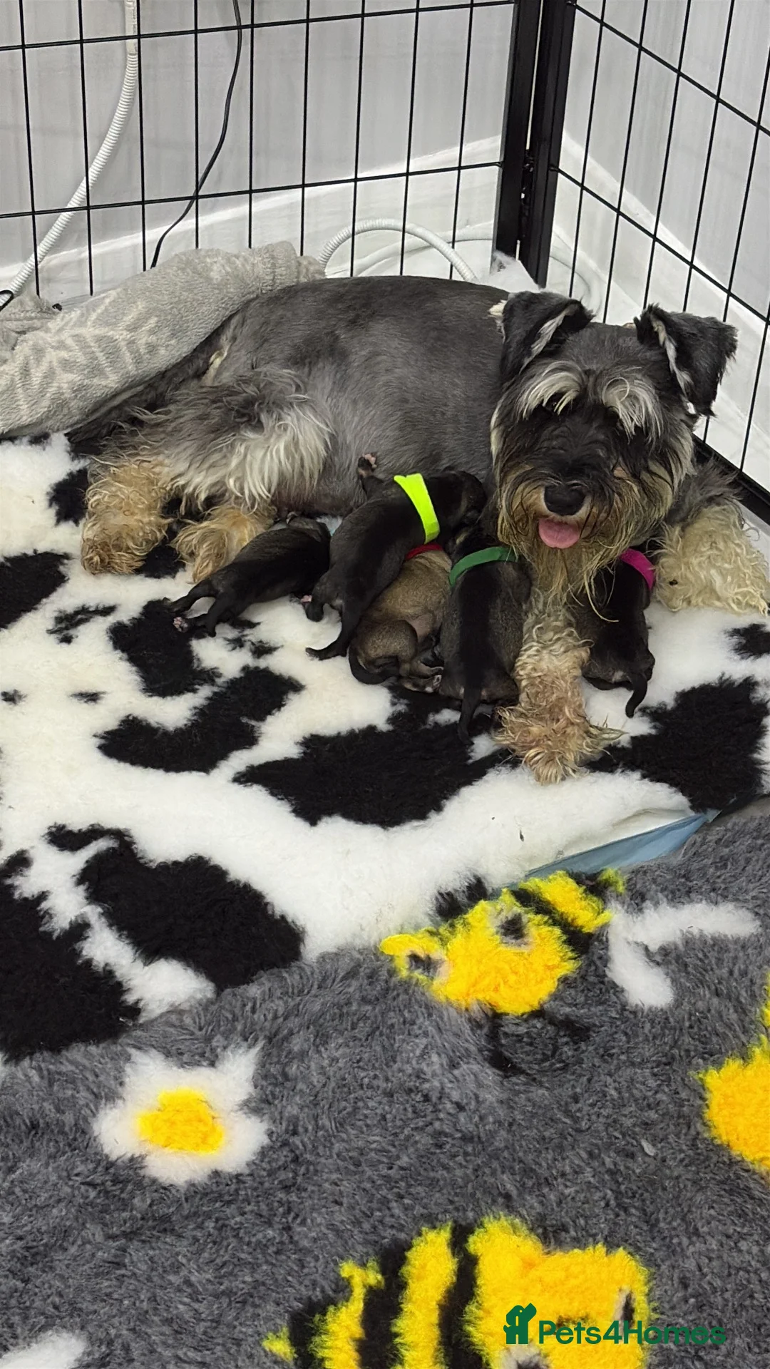 Miniature Schnauzer dogs for sale: Salt and pepper Miniature schnauzer  in Newark - Advert 11