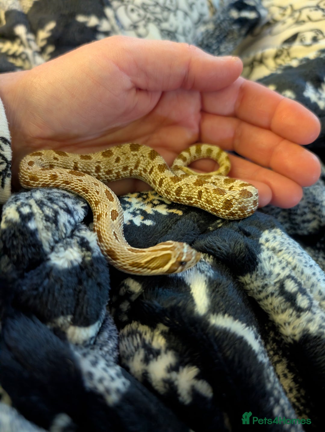 Snake reptiles for sale: Hognose male  - Advert 3