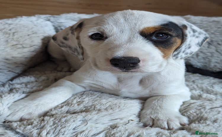 Mixed Breed dogs - Advert 1