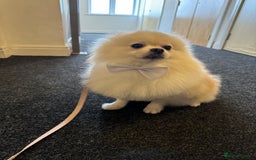 Pomeranian dogs for sale: Two Gorgeous Pomeranian  in Manchester - Image 5