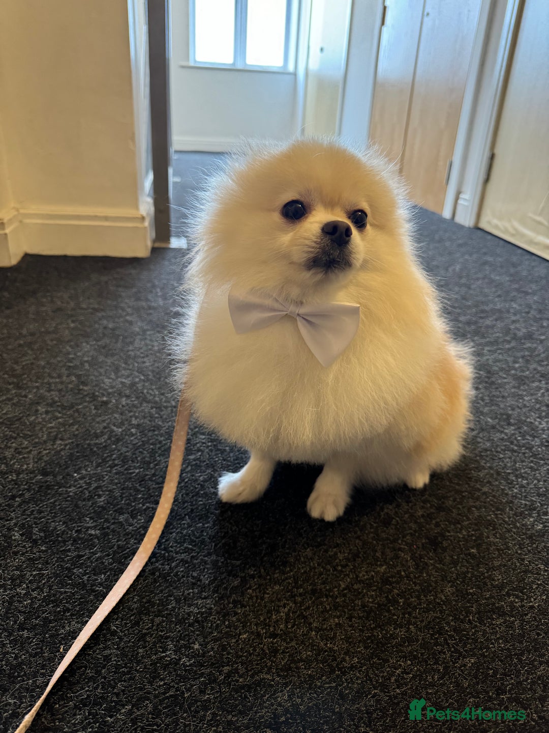 Pomeranian dogs for sale: Two Gorgeous Pomeranian  in Manchester - Image 5