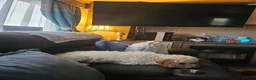 Cavapoo dogs for sale: Beautiful cavapoo boy - Advert 9