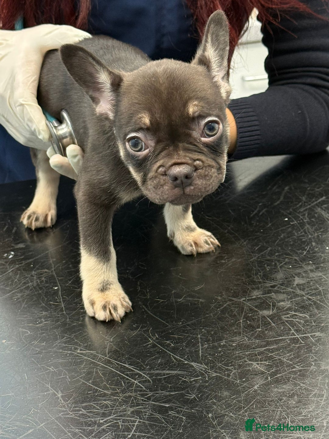 French Bulldog dogs for sale: Pedagree & KC registered French bulldog - Image 6