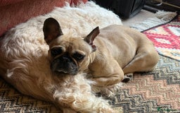 Frug dogs for sale: Frenchie/Pug cross, 18 months to two years old - Image 2