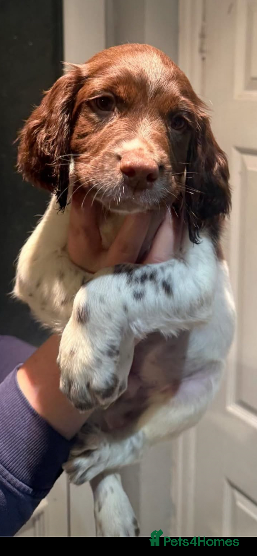 English Springer Spaniel dogs for sale: STUNNING liver and white KC ESS male  - Advert 3