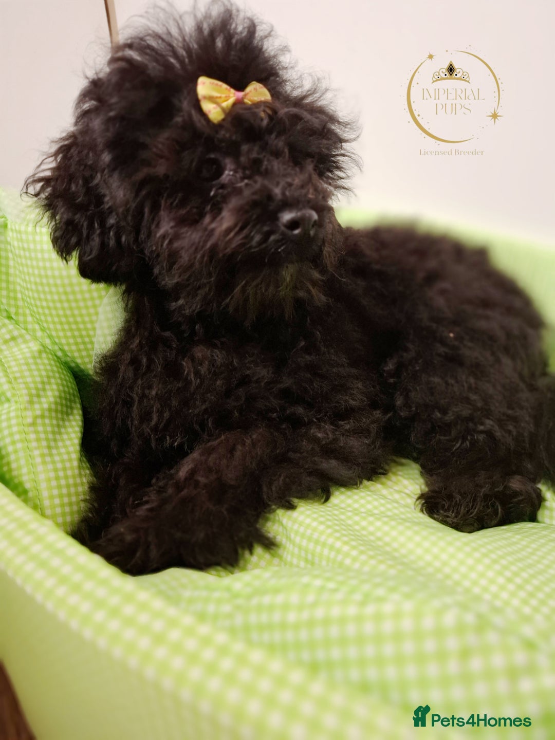 Toy Poodle dogs for sale: Asian toy poodle round eyes sable flat muzzle  - Advert 7