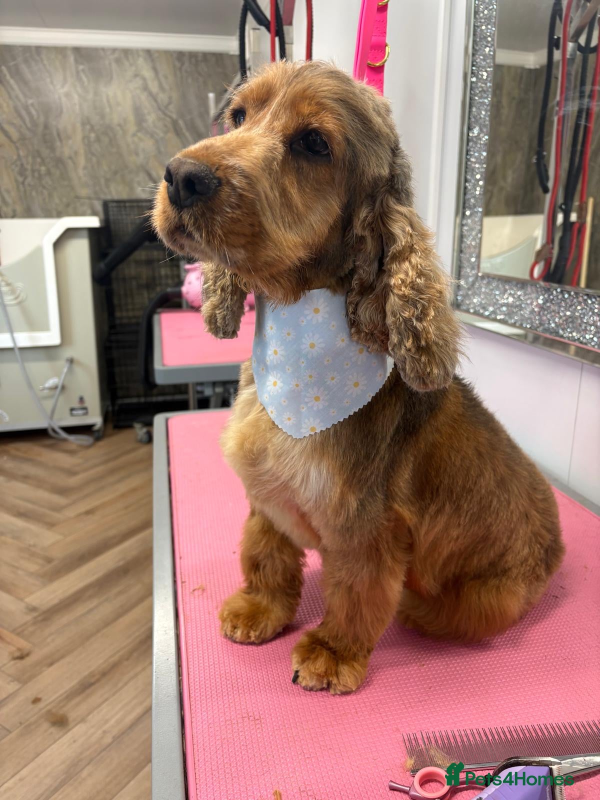 Cocker Spaniel dogs Retired sable cocker spaniel  - Advert 6