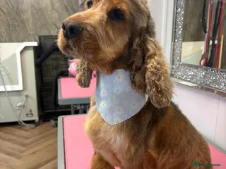 Cocker Spaniel dogs Retired sable cocker spaniel - Advert 6