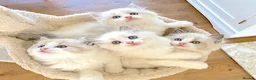 Ragdoll cats for sale: READY NOW *** INDOOR FULL PEDIGREE RAGDOLL KITTENS - Advert 19