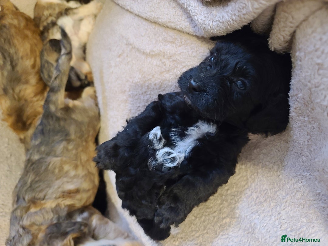 Cockapoo dogs for sale: Super Socialised F1 Cockapoo Puppies. DNA TESTED.  - Image 13