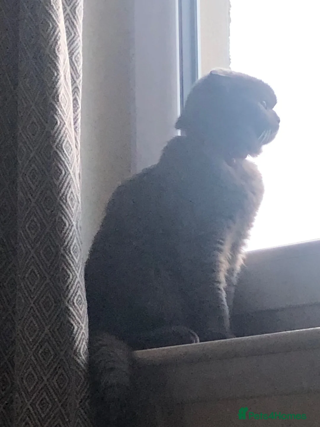 Scottish Fold cats for sale: Seeking new home - Advert 2