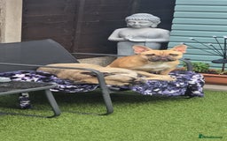 French Bulldog dogs for sale: Must be re-homed together  - Advert 7